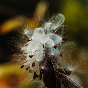 Natur- und Landschaftsfotografie