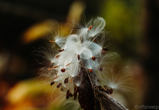 Natur- und Landschaftsfotografie